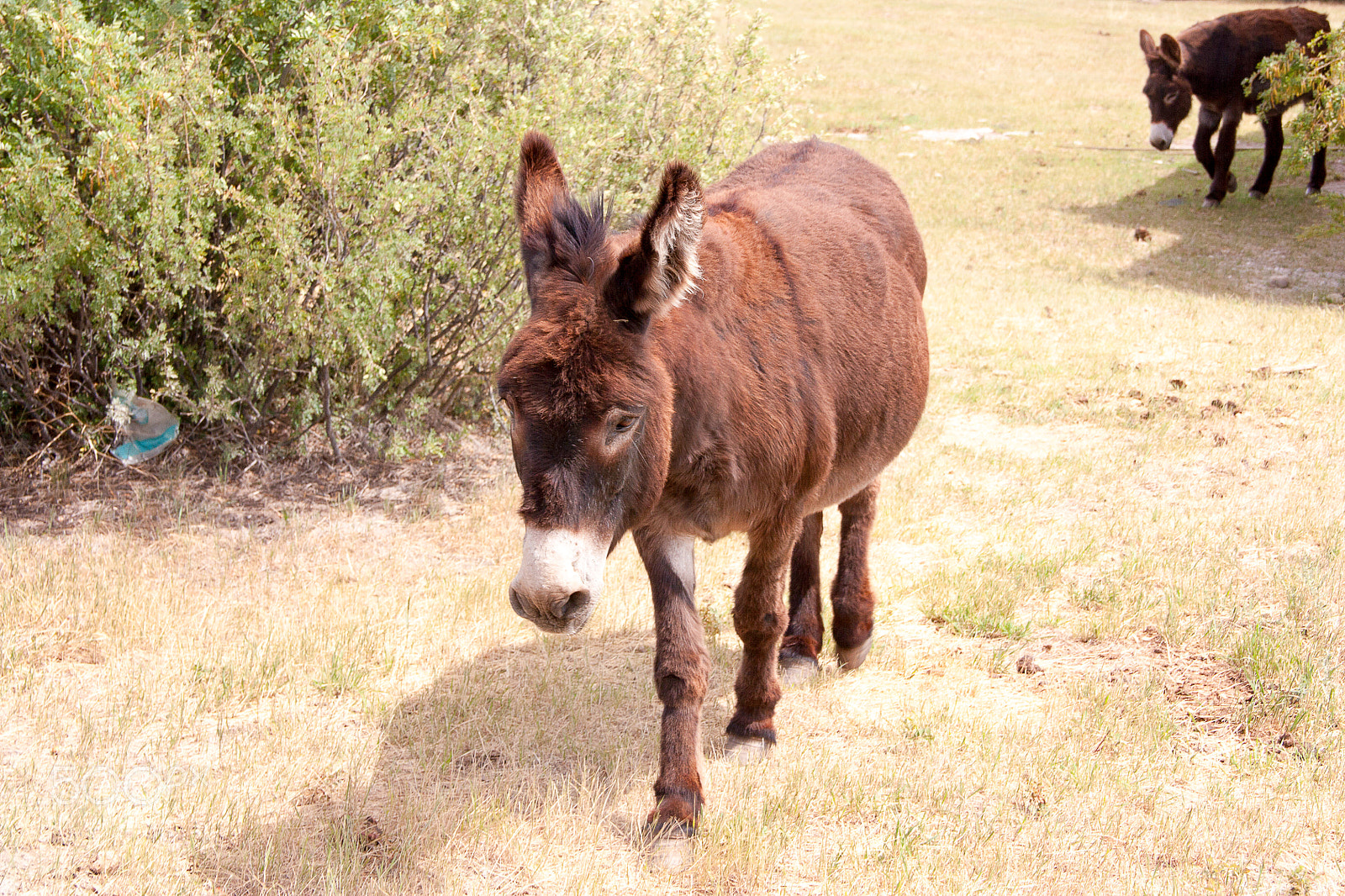 Canon EOS 450D (EOS Rebel XSi / EOS Kiss X2) sample photo. Donkey photography