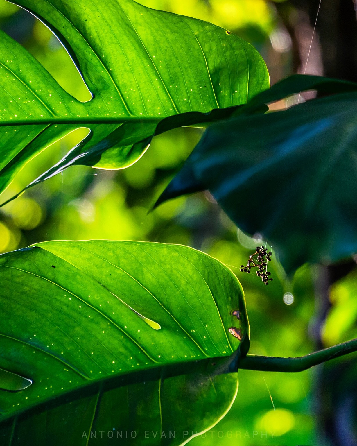 Sony E 55-210mm F4.5-6.3 OSS sample photo. Infinity joy photography