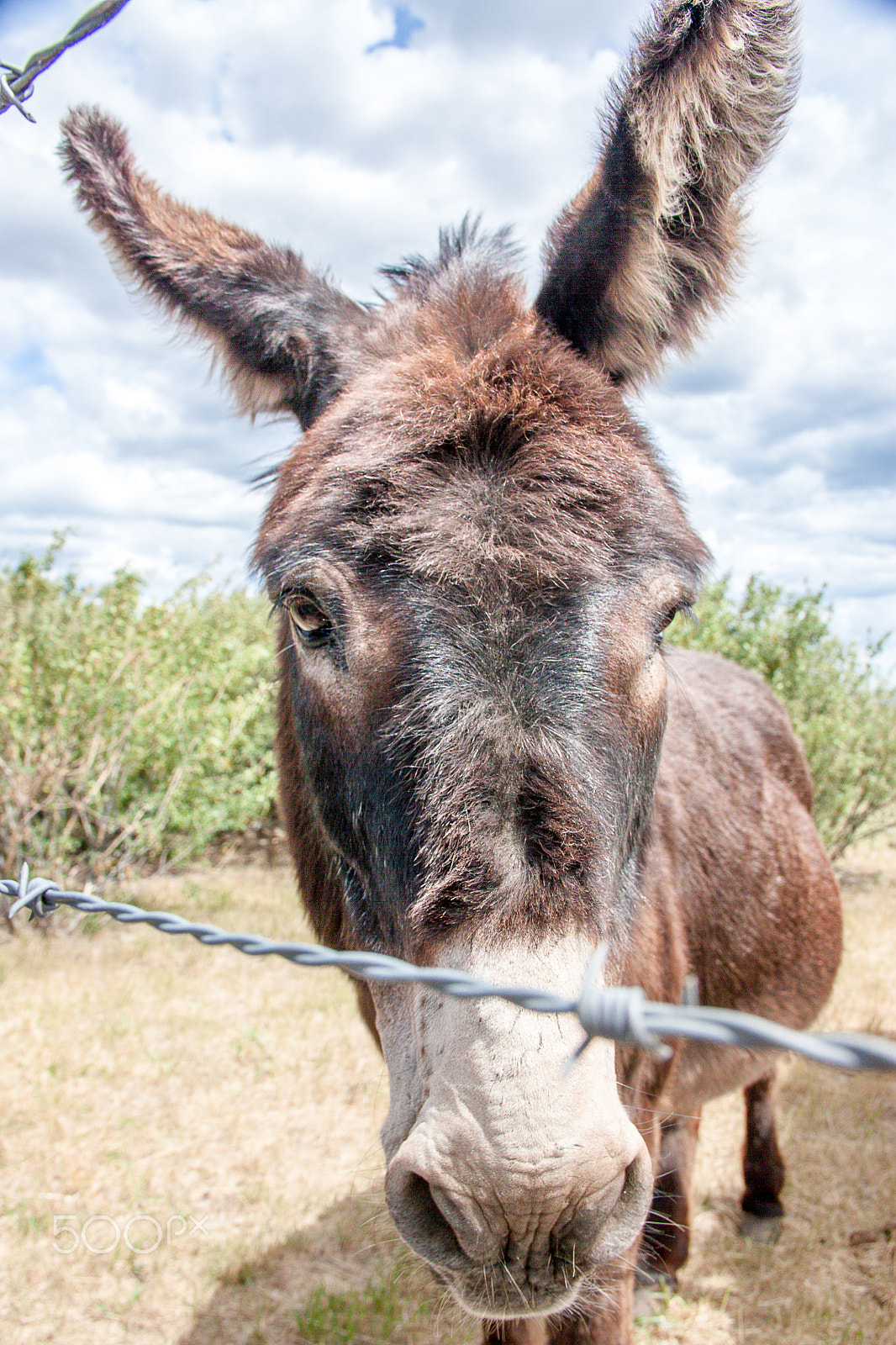 Canon EOS 450D (EOS Rebel XSi / EOS Kiss X2) sample photo. Donkey photography