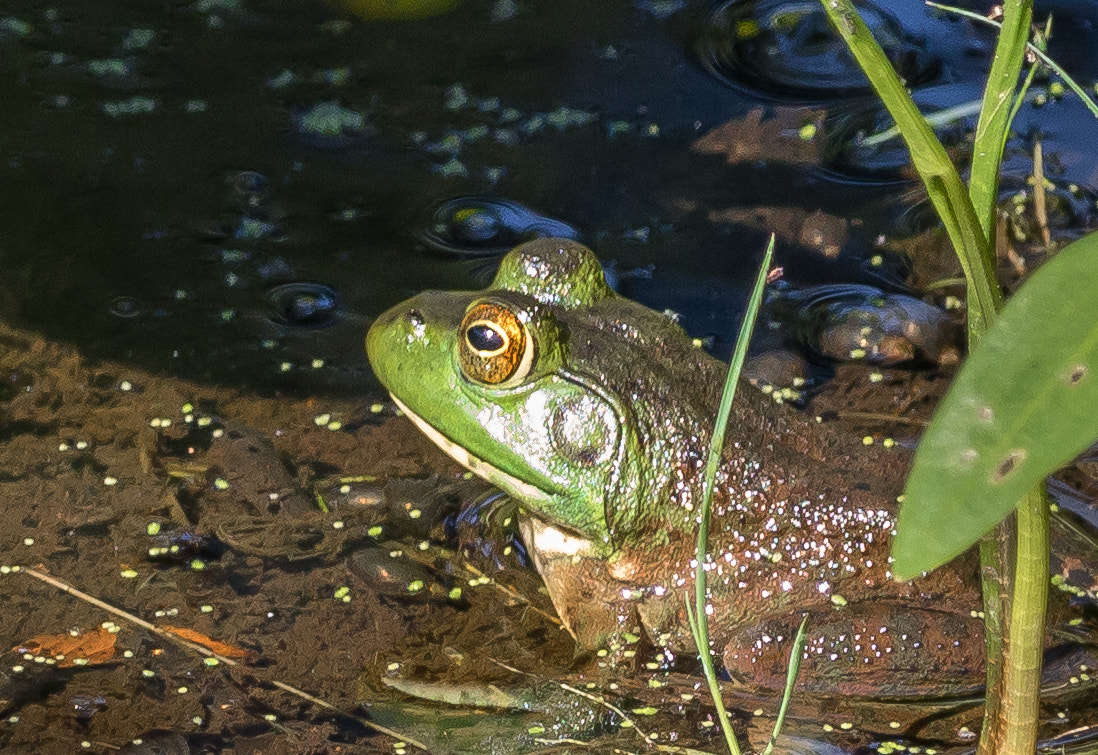 Canon EOS 760D (EOS Rebel T6s / EOS 8000D) sample photo. Froggybaby photography
