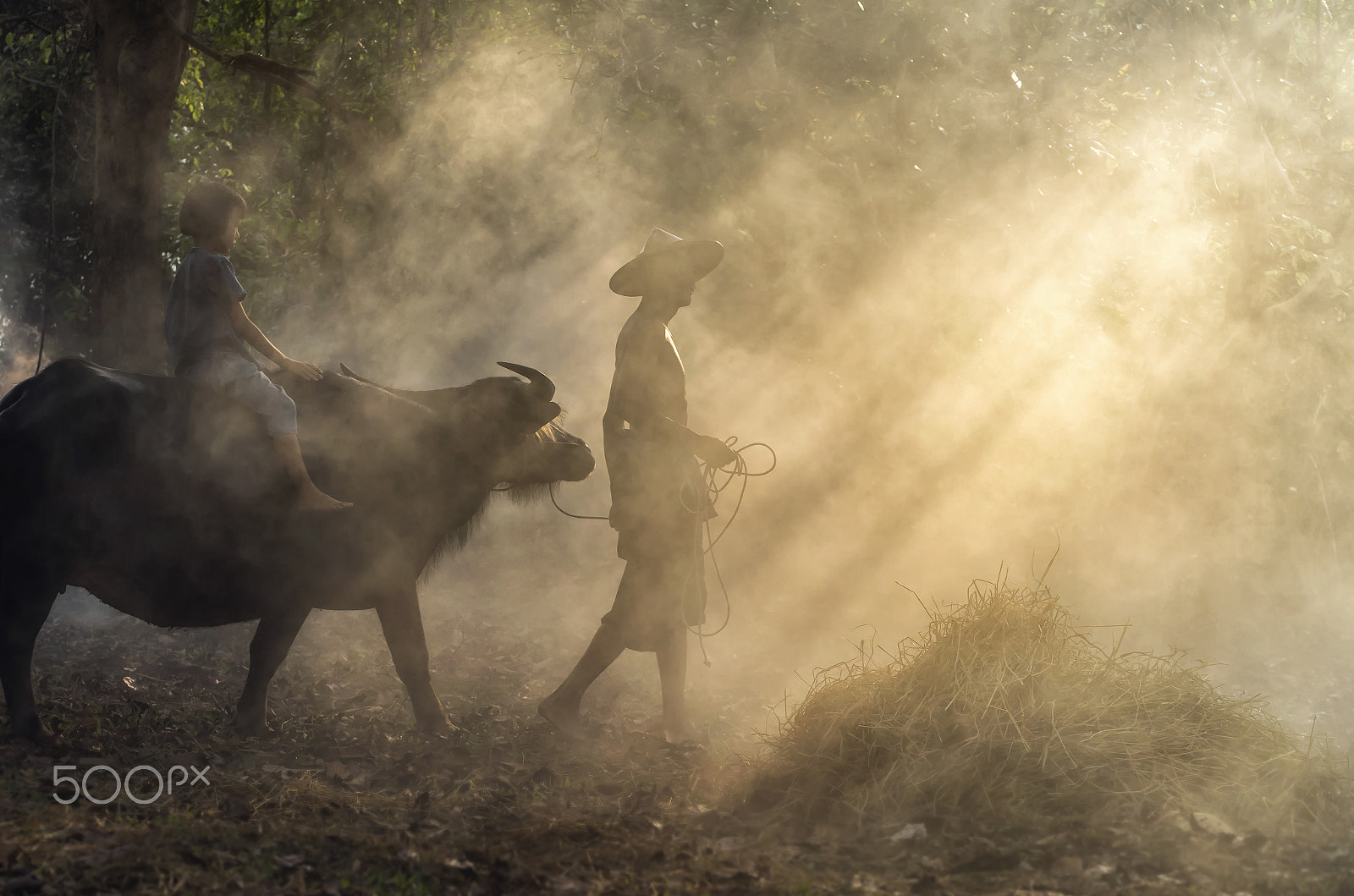 Pentax K-5 IIs sample photo. Asian old man walking with girl riding buffalo over the ray of s photography