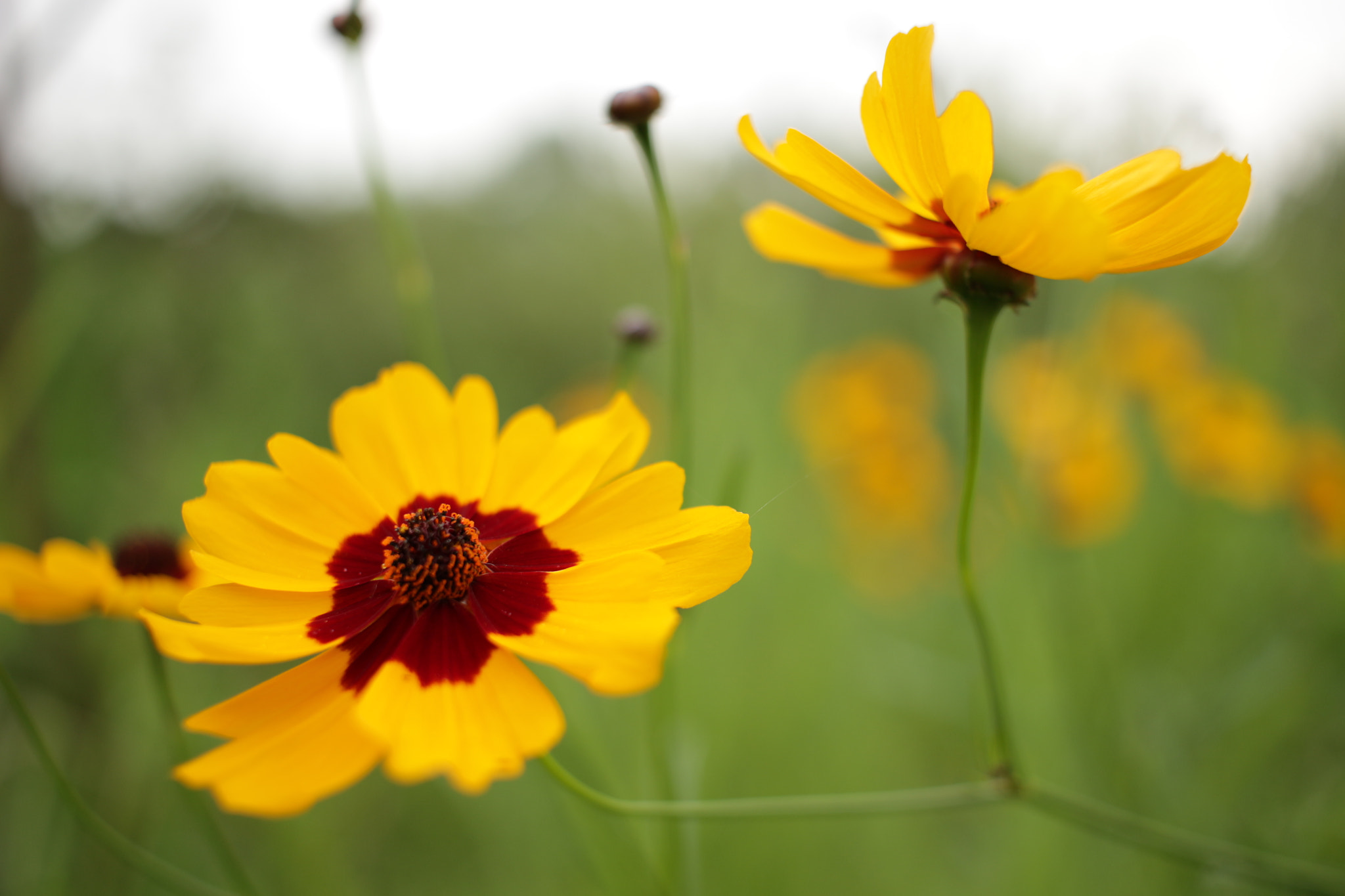 Canon EOS 100D (EOS Rebel SL1 / EOS Kiss X7) sample photo. Yellow flower photography