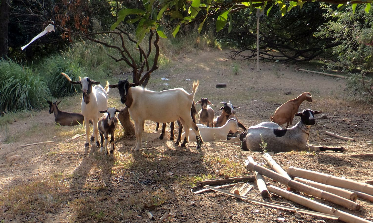 Sony Cyber-shot DSC-TF1 sample photo. Goats photography