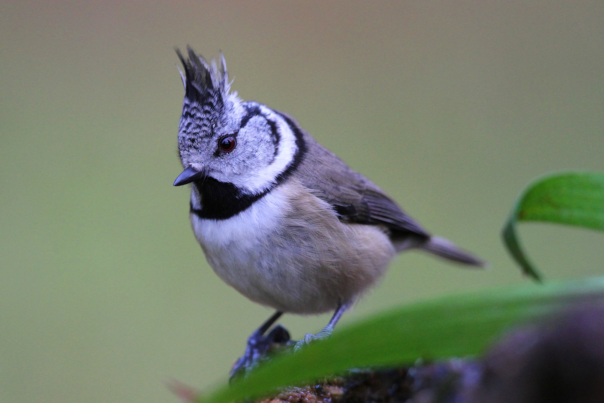 Canon EF 500mm F4L IS II USM sample photo. Crested tit photography