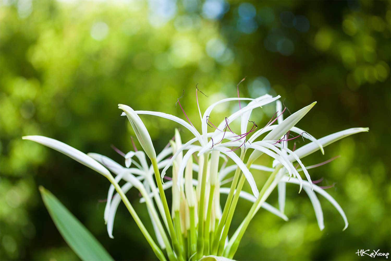 Canon EF-S 60mm F2.8 Macro USM sample photo. Crinum asiaticum photography