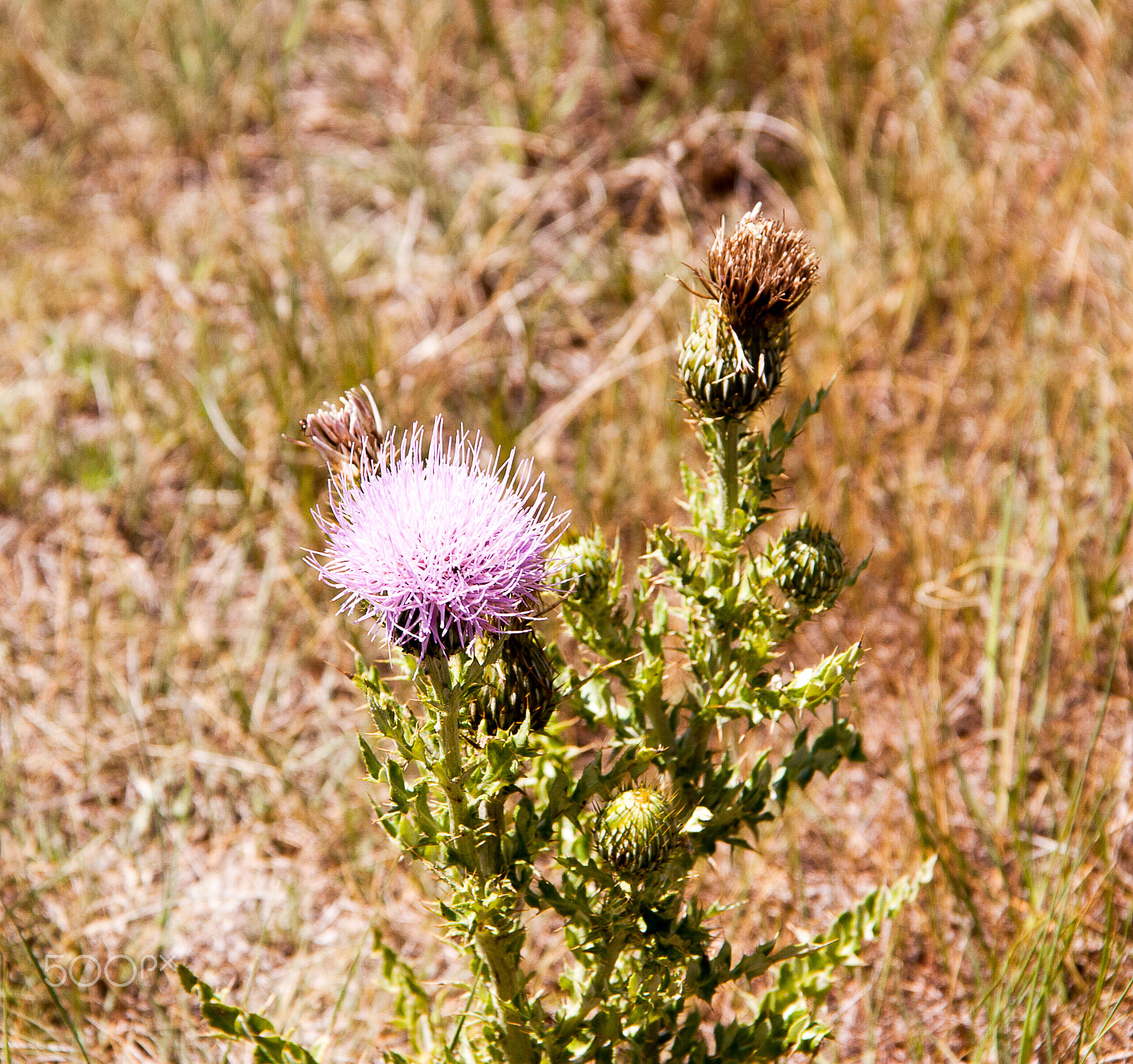 Canon EOS 450D (EOS Rebel XSi / EOS Kiss X2) sample photo. Thistle photography