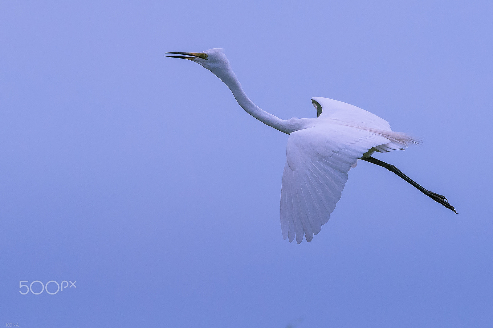 Nikon AF-S Nikkor 400mm F2.8G ED VR II sample photo. Sagi photography