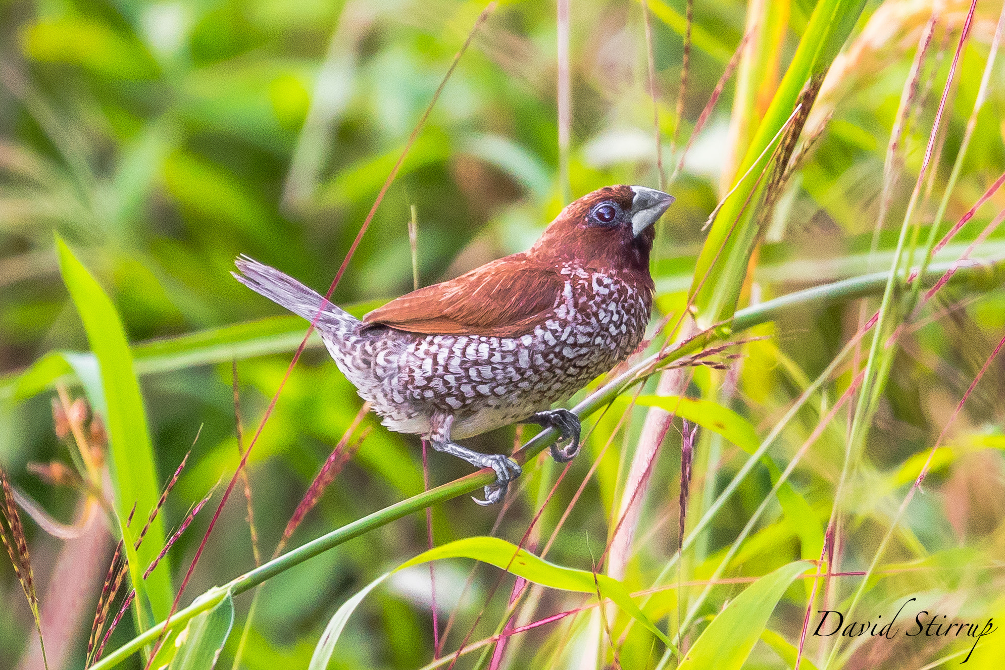 Nikon D810 + Nikon AF-S Nikkor 500mm F4E FL ED VR sample photo. Rice farmer's nemesis photography