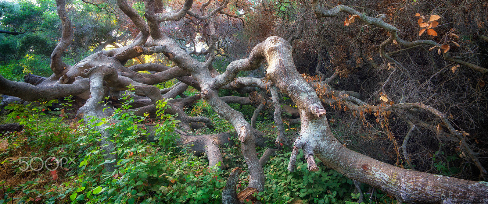 Sony a7R II + Voigtlander SUPER WIDE-HELIAR 15mm F4.5 III sample photo. Twisted oaks photography