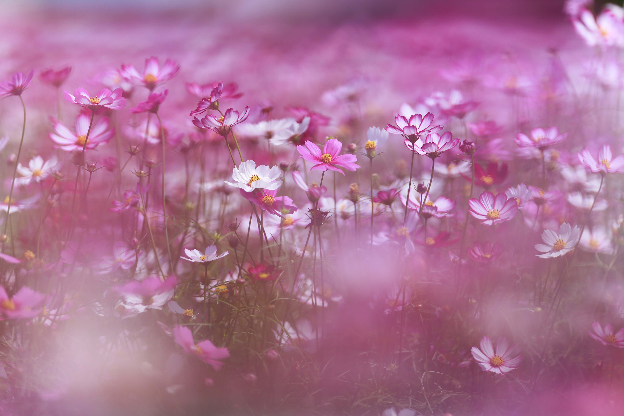 Canon EOS-1D X + Canon EF 200mm F2L IS USM sample photo