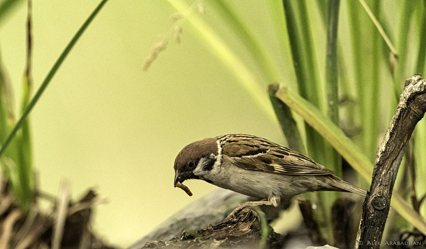 Nikon AF-S Nikkor 400mm F2.8E FL ED VR sample photo. The social bird photography