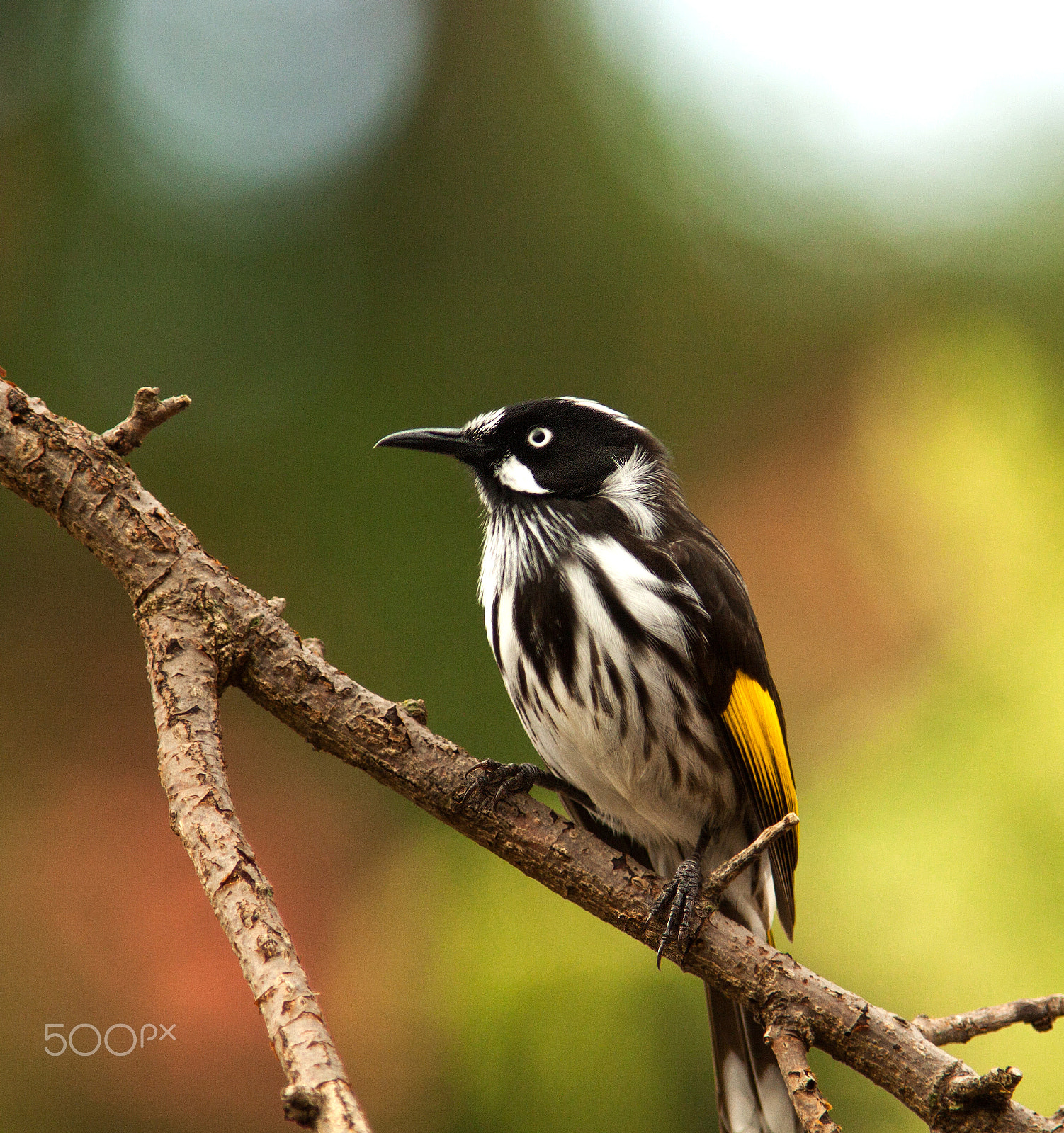Canon EF 300mm F4L IS USM sample photo. Honeyeater photography
