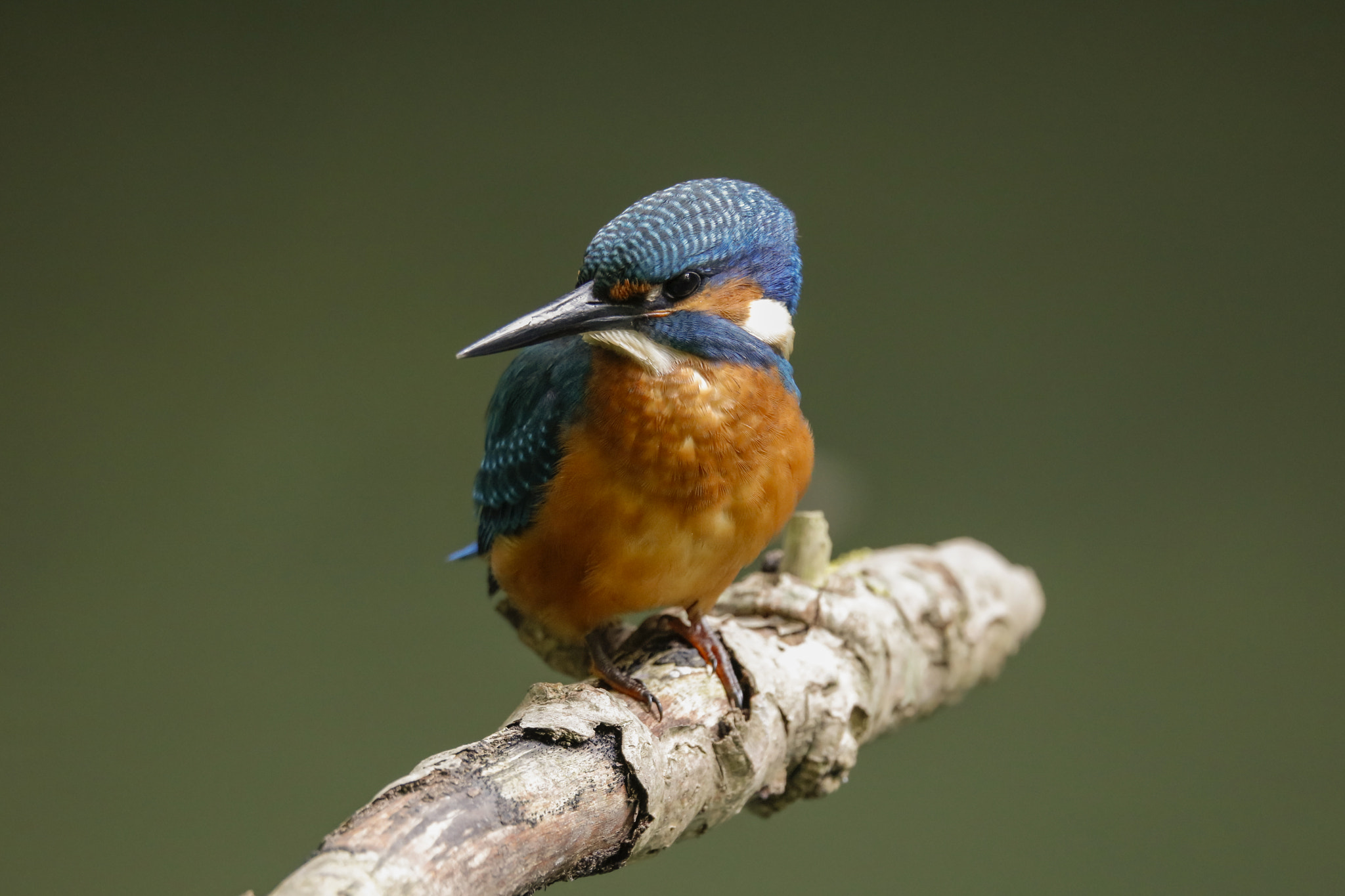 150-600mm F5-6.3 DG OS HSM | Sports 014 sample photo. Ijsvogel photography