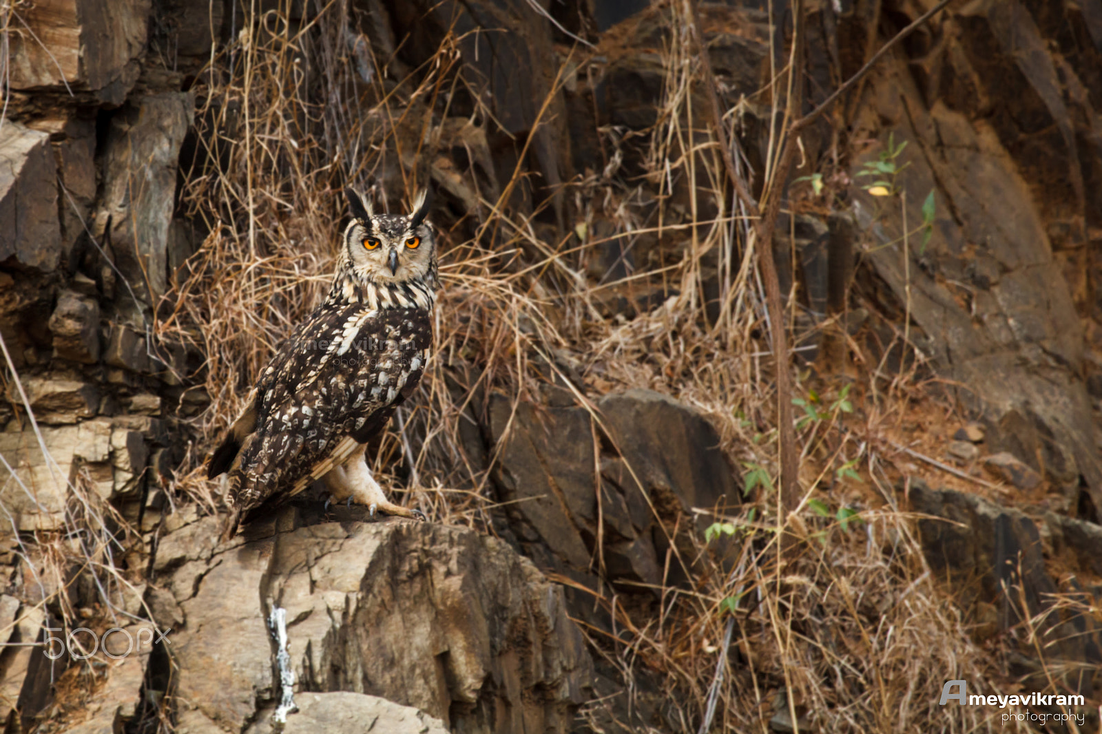Canon EOS 600D (Rebel EOS T3i / EOS Kiss X5) + Canon EF 100-400mm F4.5-5.6L IS USM sample photo. Indian eagle-owl photography