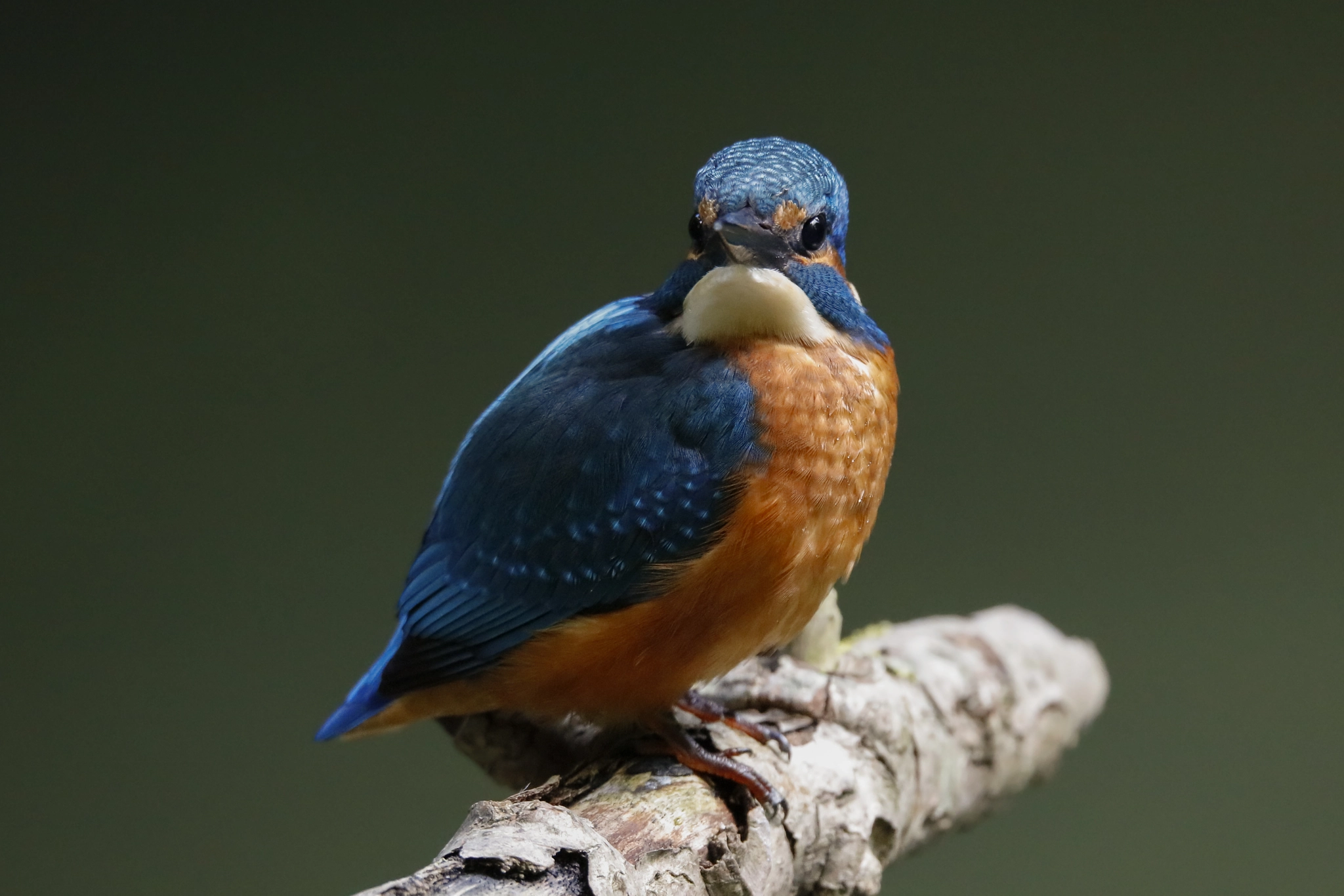150-600mm F5-6.3 DG OS HSM | Sports 014 sample photo. Ijsvogel photography