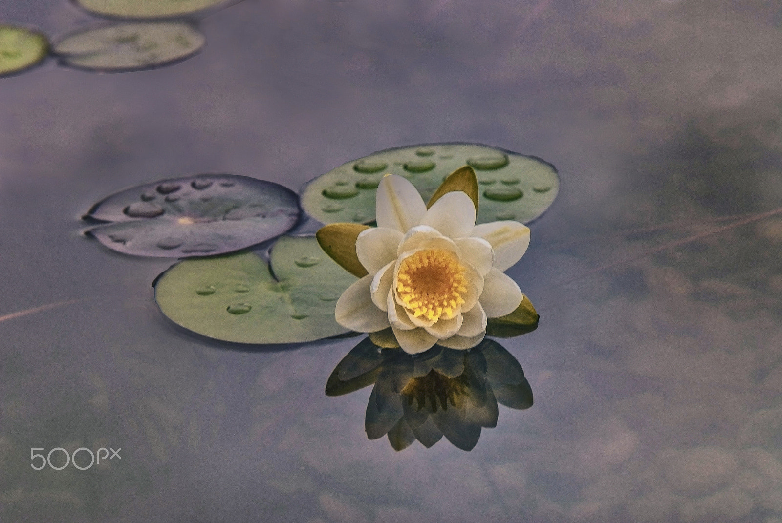 Nikon AF Nikkor 24-85mm F2.8-4D IF sample photo. Beyaz nilüfer (nymphaea alba) photography