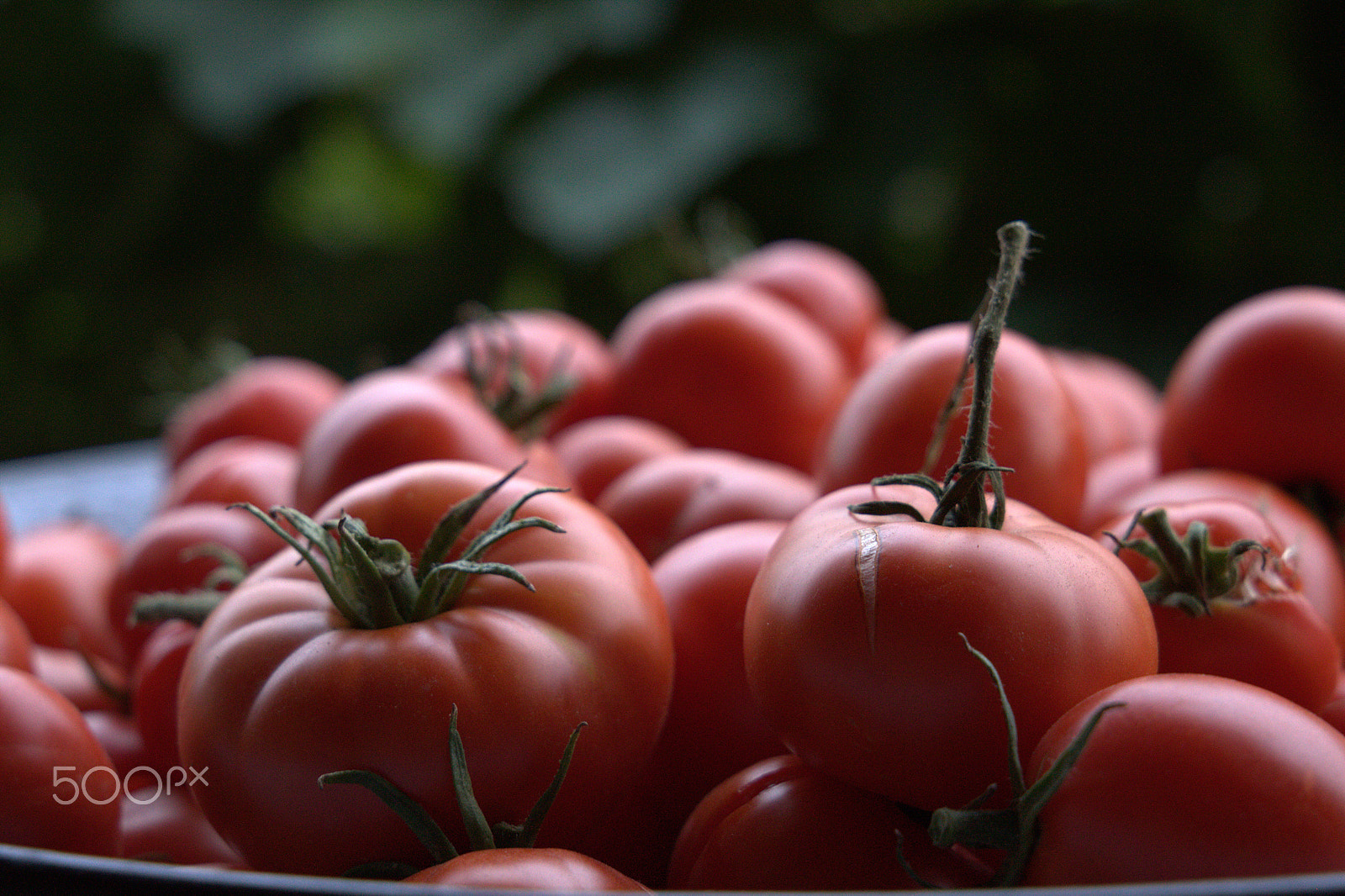 Canon EF 24-105mm F3.5-5.6 IS STM sample photo. Tomatos photography