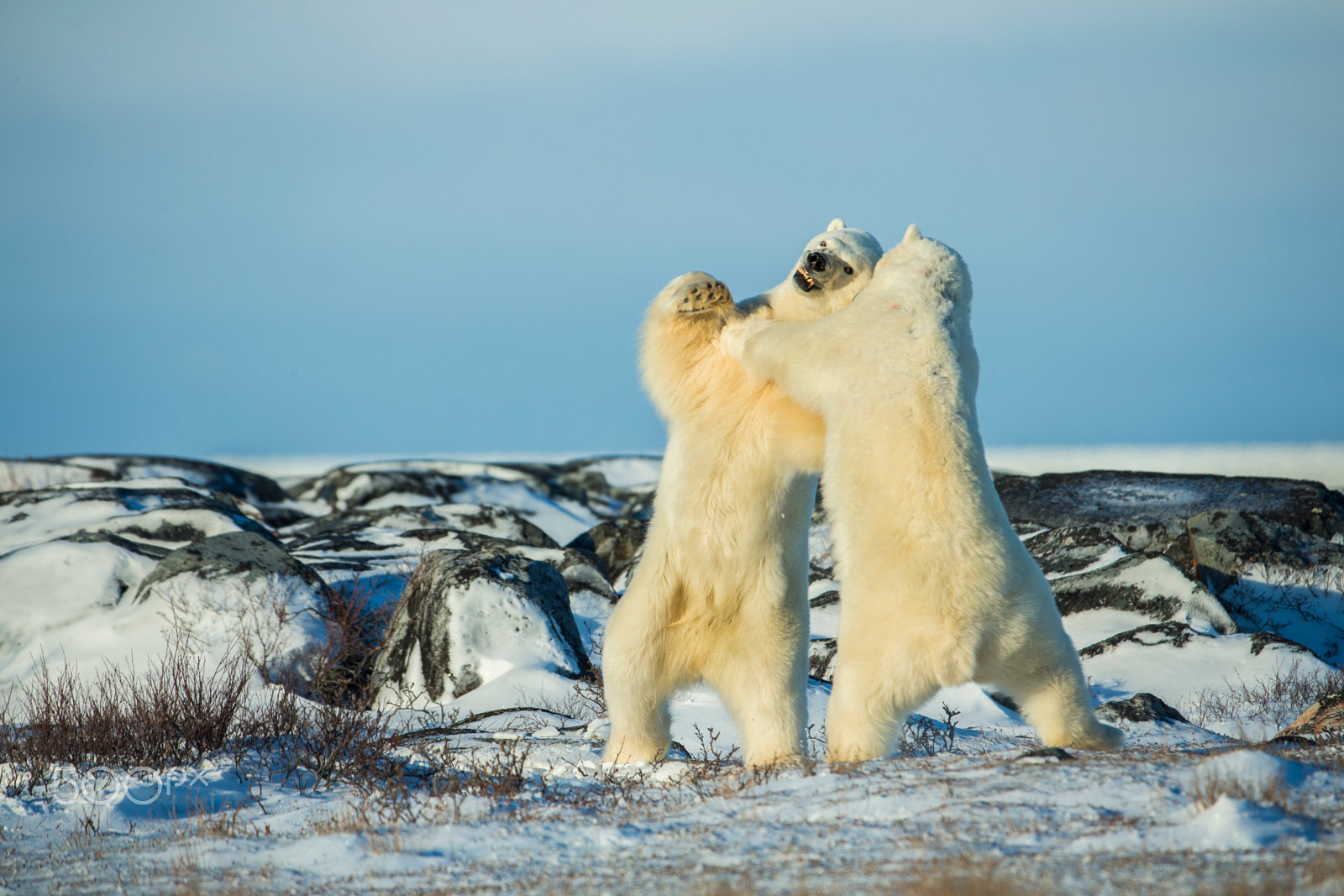 Canon EOS-1D X + Canon EF 200-400mm F4L IS USM Extender 1.4x sample photo. Polar bear fight photography