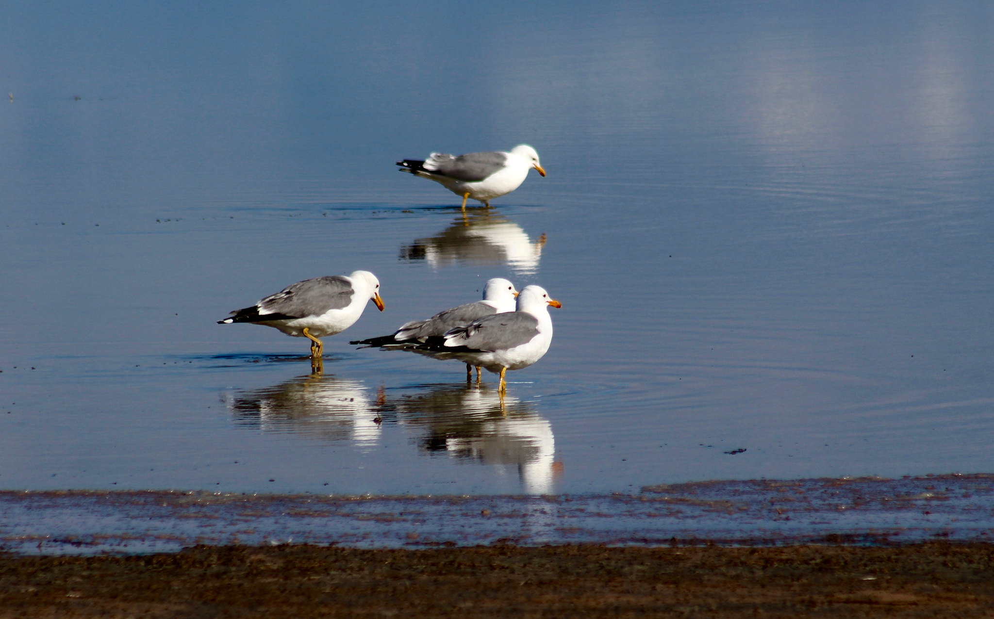 Canon EF 75-300mm f/4-5.6 USM sample photo. Friends photography
