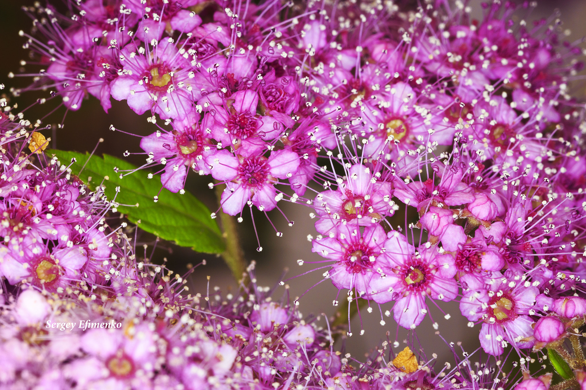Sigma 105mm F2.8 EX DG OS HSM sample photo. Spiraea photography