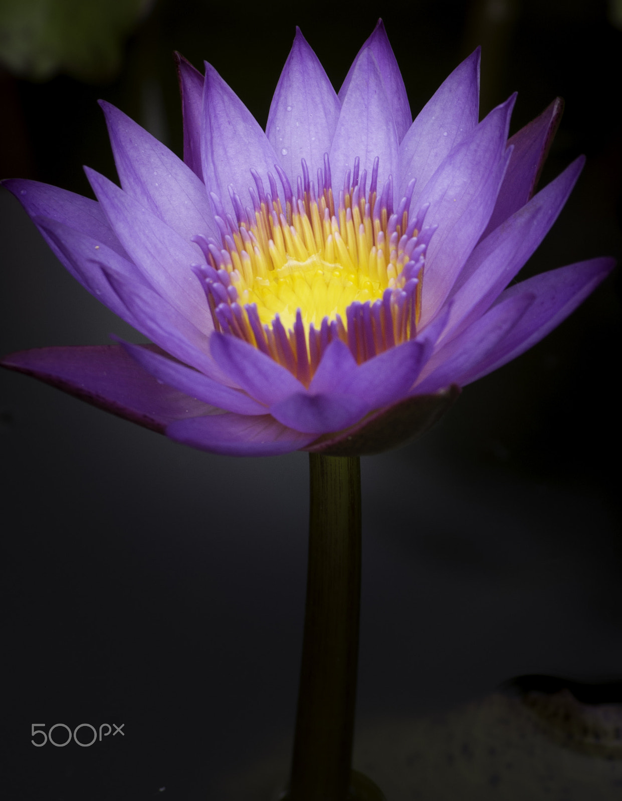 Pentax K-x sample photo. Waterlily photography