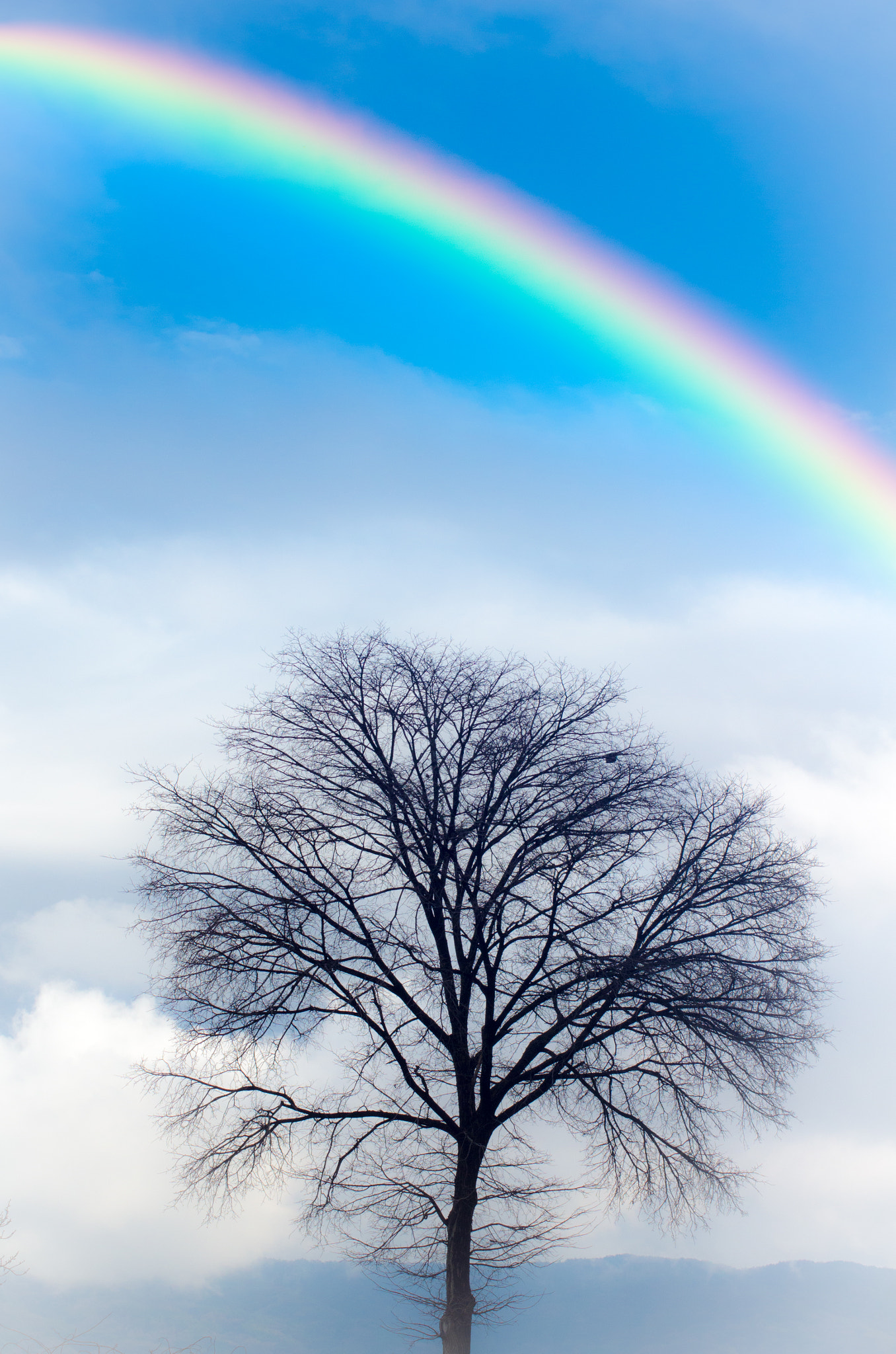 Tamron AF 70-300mm F4-5.6 Di LD Macro sample photo. Tree rainbow photography