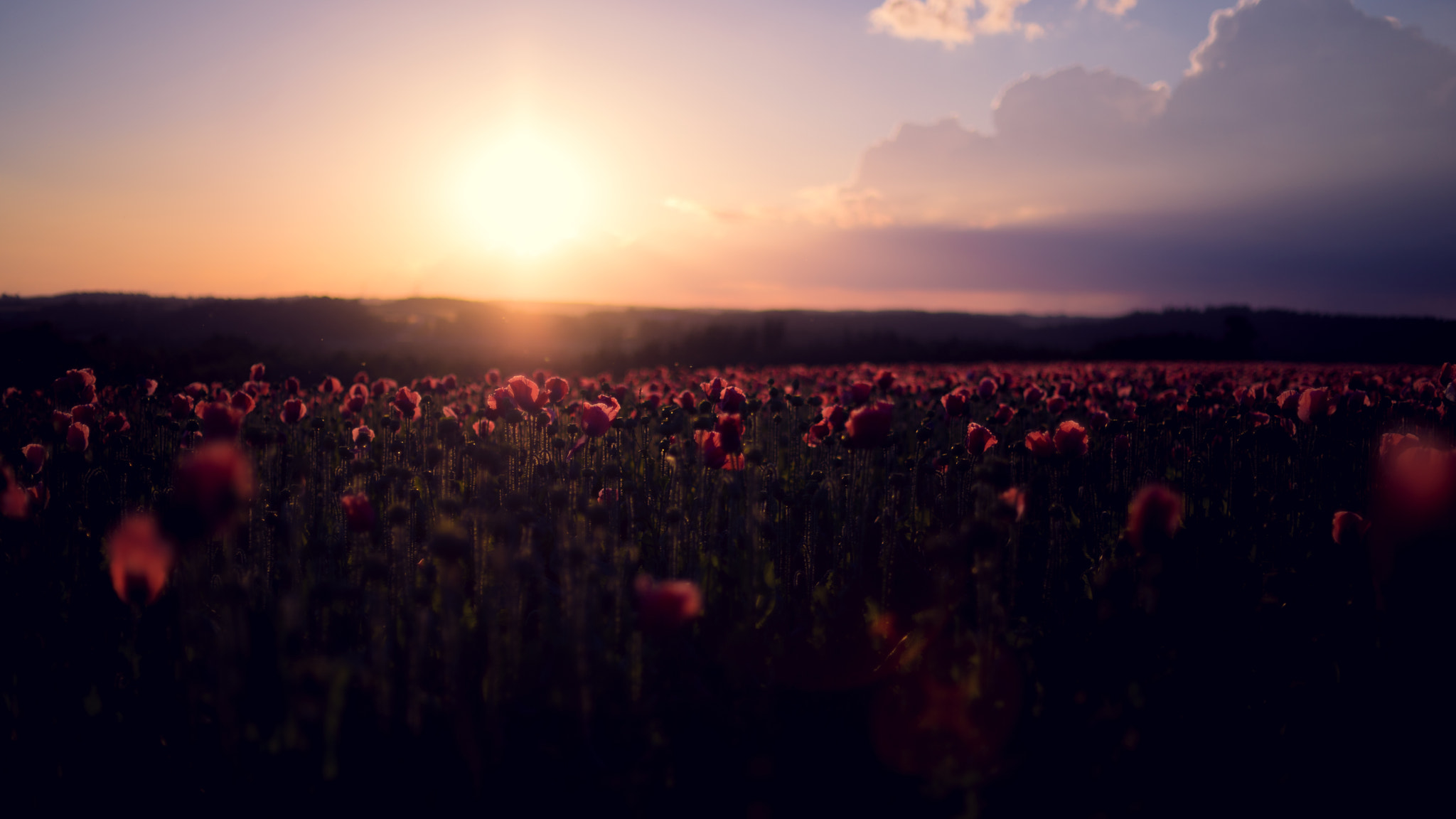 Sony a7R + Sony 50mm F1.4 sample photo. Poppy fields.. 2 photography