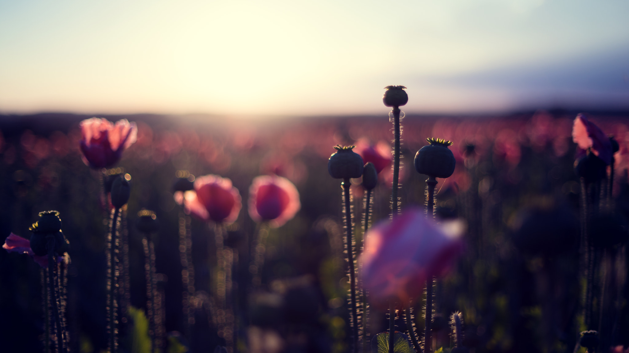 Sony a7R sample photo. Poppy fields.. 3 photography