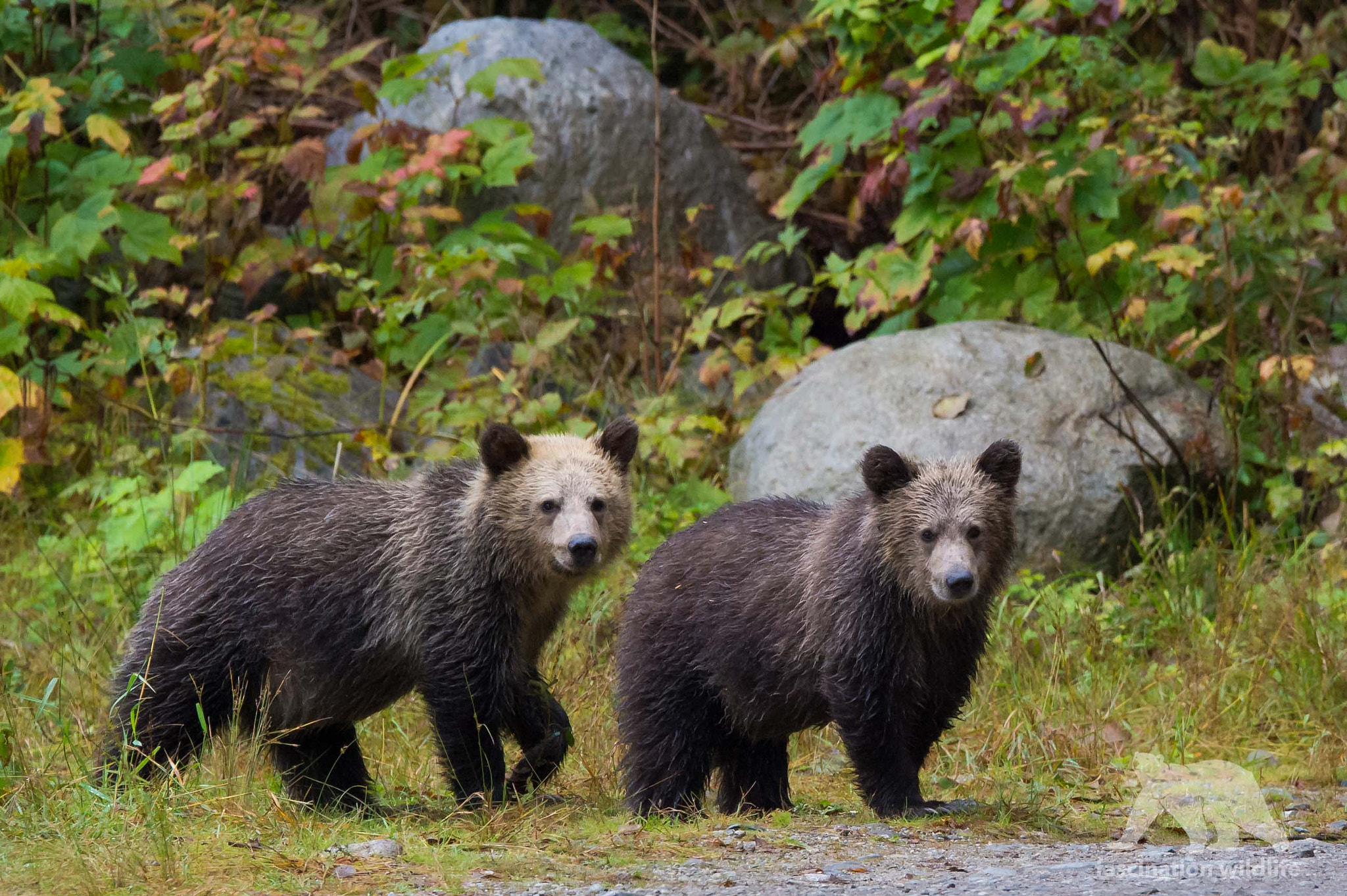 Sigma 150-600mm F5-6.3 DG OS HSM | S sample photo. Grizzly cubs photography