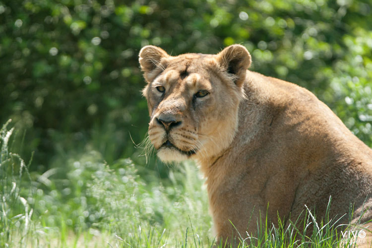 Sony Alpha DSLR-A900 + Sony 70-400mm F4-5.6 G SSM sample photo. Lioness photography