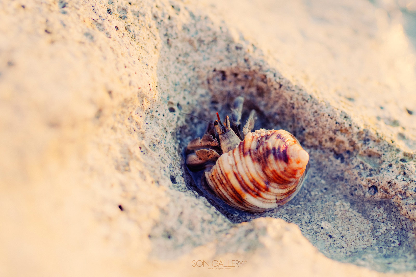 Nikon D800E sample photo. Tucked in photography