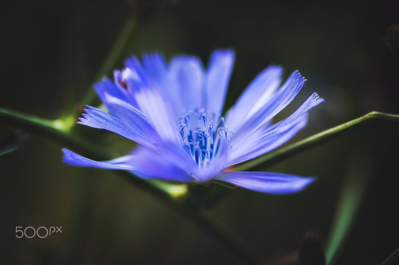 Canon EOS 6D + Sigma 105mm F2.8 EX DG Macro sample photo. Blue photography