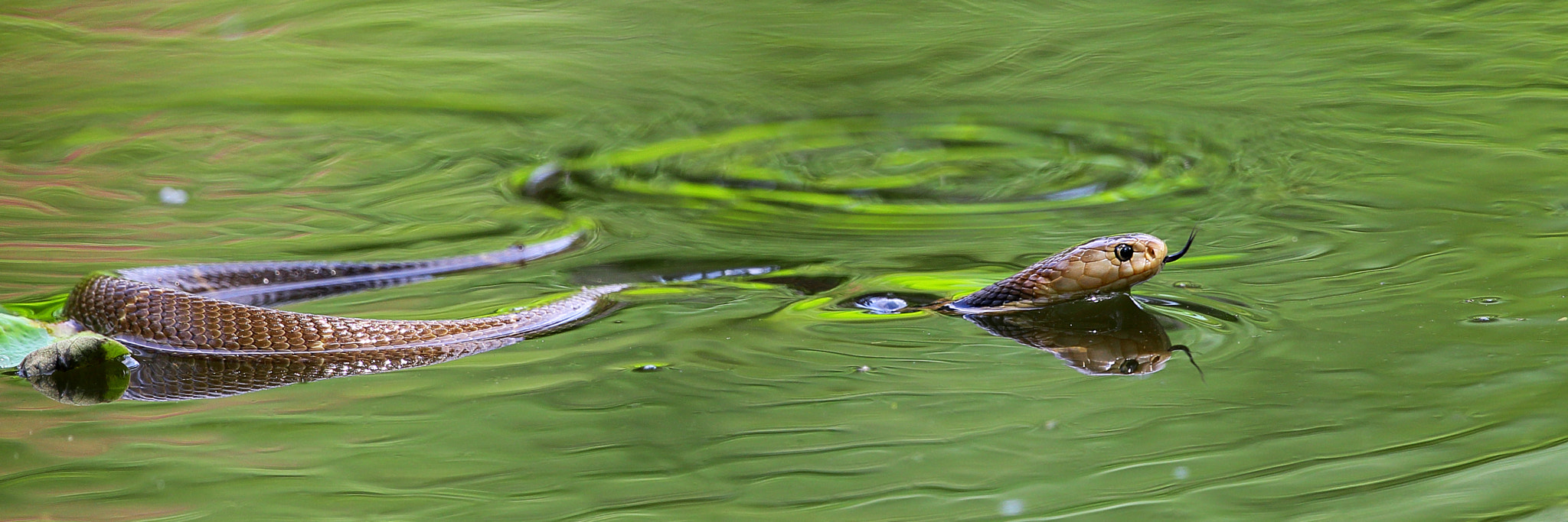 Canon EF 300mm F2.8L IS II USM sample photo. Naja atra photography