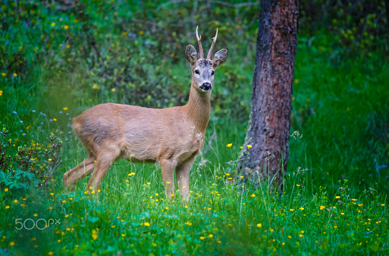 Sony a7 II + Tamron SP 150-600mm F5-6.3 Di VC USD sample photo. Ciüf cun rechl o rechl cun ciüf photography