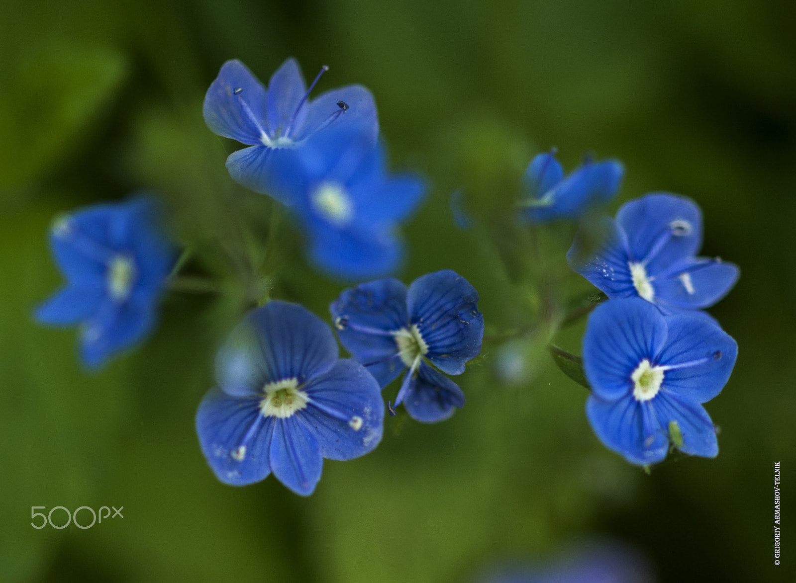 Sigma 105mm F2.8 EX DG OS HSM sample photo. Verónica photography