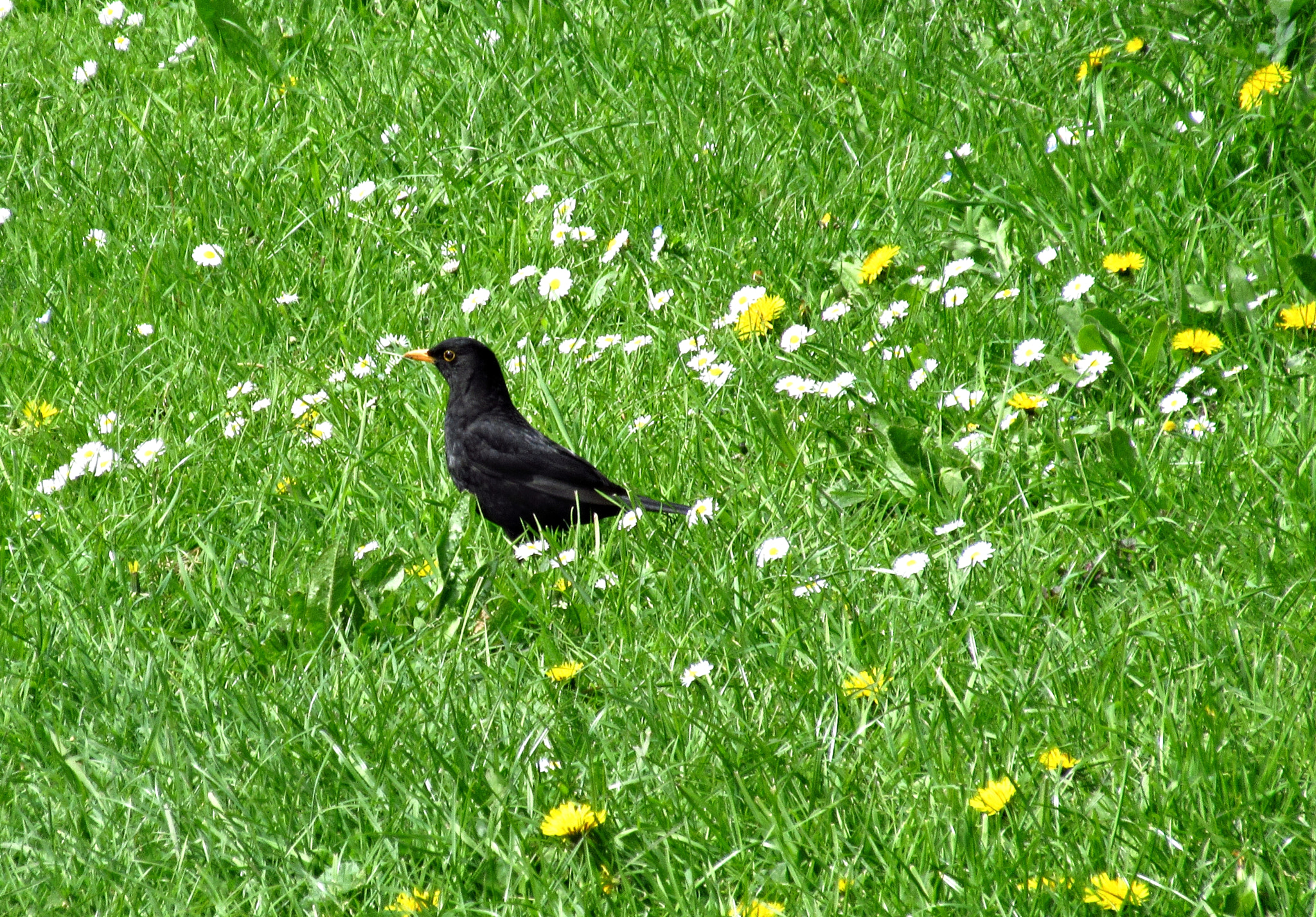 Canon PowerShot ELPH 350 HS (IXUS 275 HS / IXY 640) sample photo. Rayleigh, essex photography