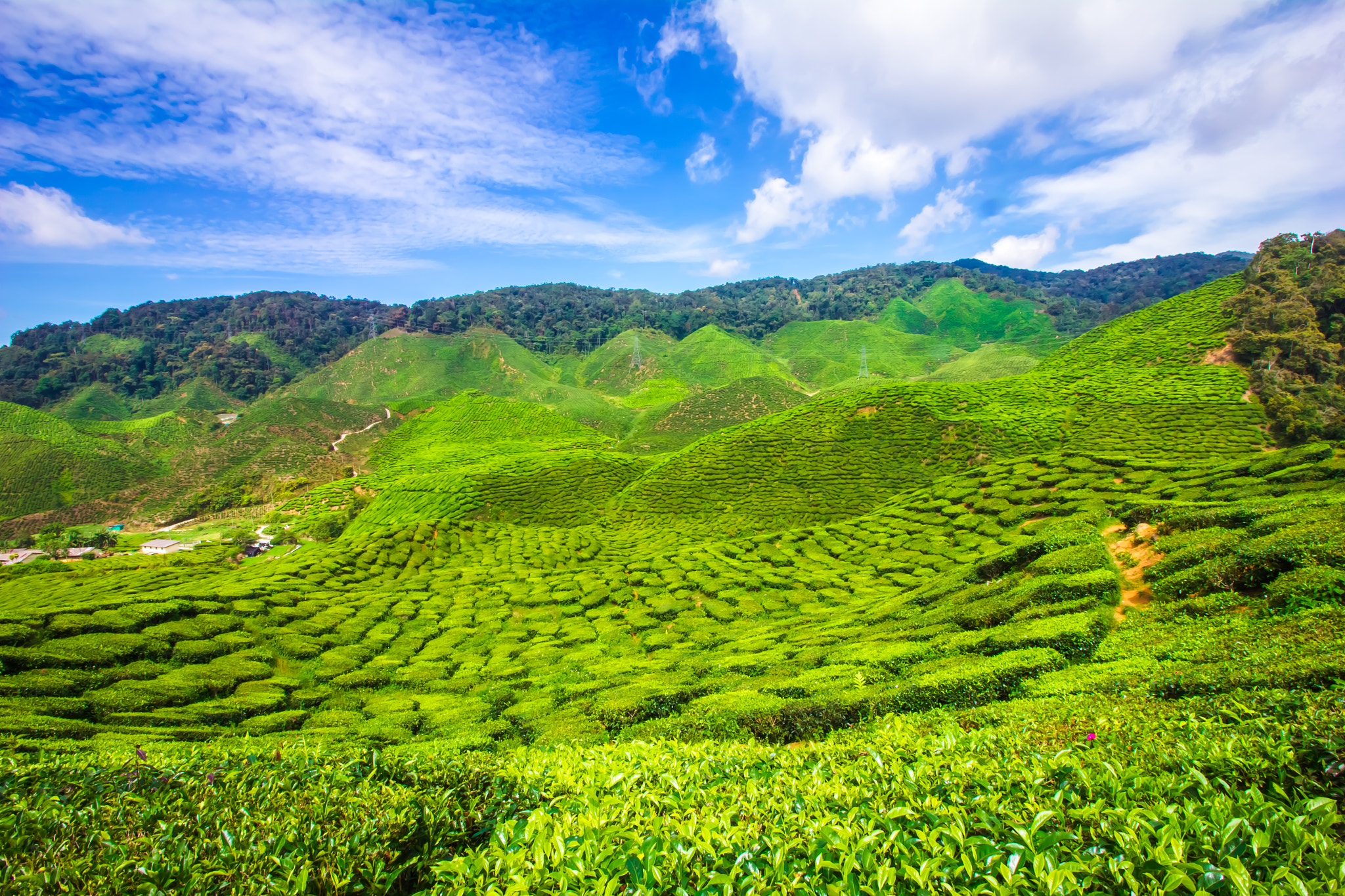 Canon EF-S 10-18mm F4.5–5.6 IS STM sample photo. Cameron highland photography