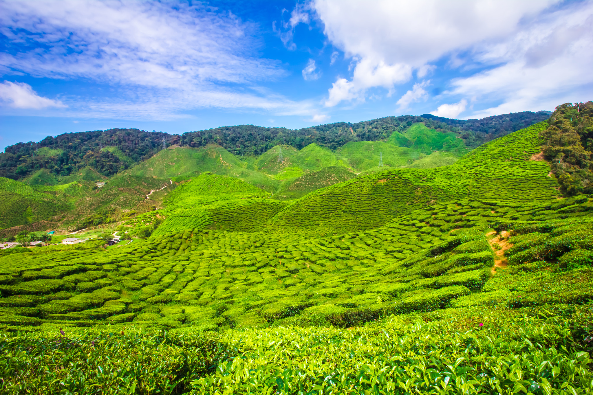 Canon EOS 550D (EOS Rebel T2i / EOS Kiss X4) + Canon EF-S 10-18mm F4.5–5.6 IS STM sample photo. Cameron highland photography