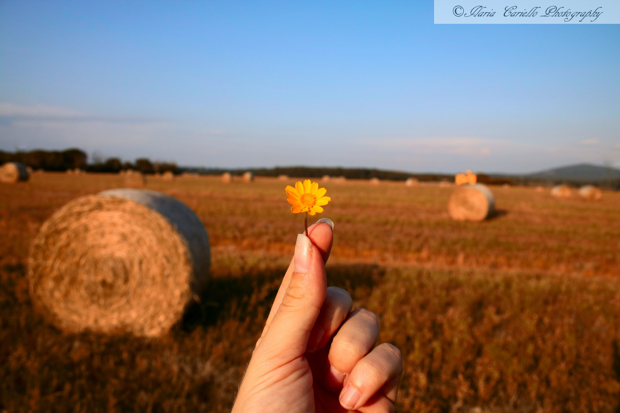 Canon EF-S 18-55mm F3.5-5.6 II sample photo. Staring at the sun. photography