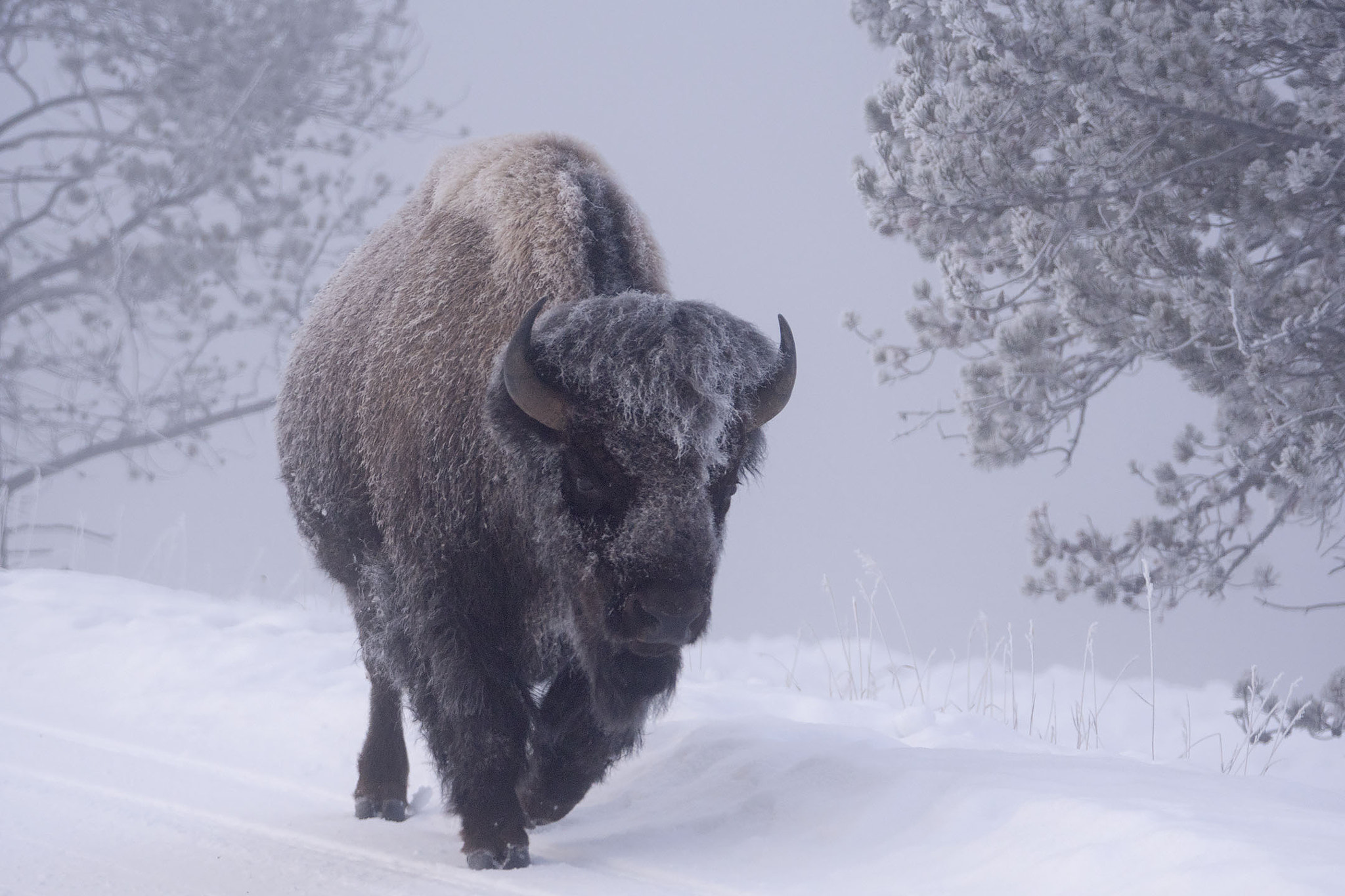 Sony ILCA-77M2 + Sony 70-400mm F4-5.6 G SSM sample photo. Bison in the snow photography