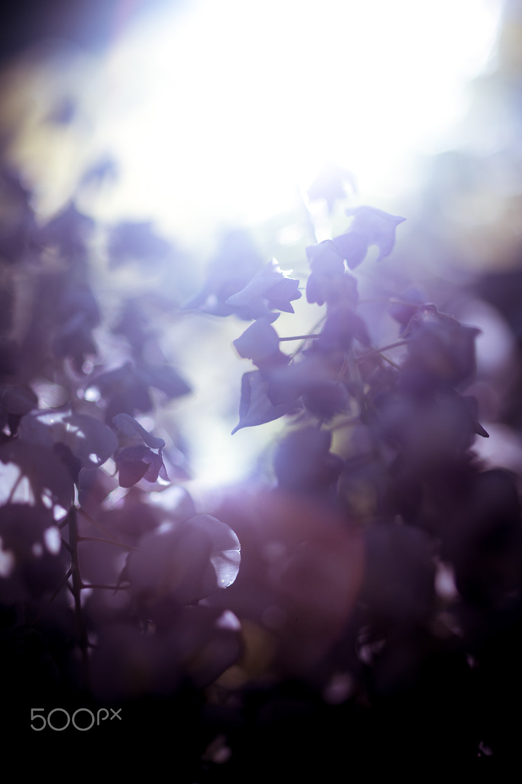 Sony a99 II + Sony 100mm F2.8 Macro sample photo. Overflow：purple photography