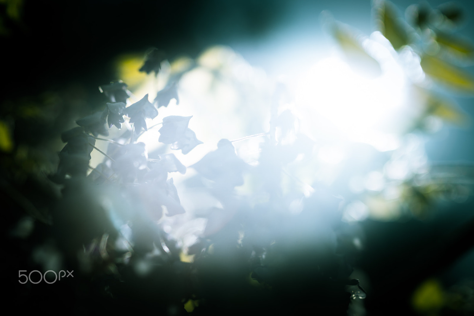 Sony a99 II + Sony 100mm F2.8 Macro sample photo. Overflow：green photography