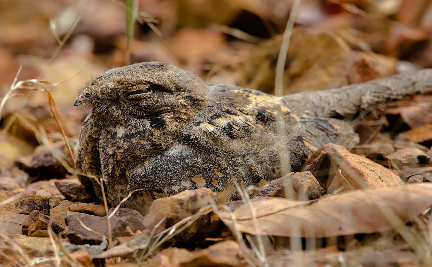 Nikon D7000 + Nikon AF-S Nikkor 500mm F4G ED VR sample photo. Savannah nightjar photography