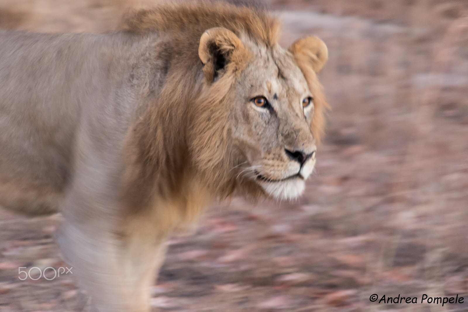 Sigma 18-200mm f/3.5-6.3 DC OS sample photo. The king photography