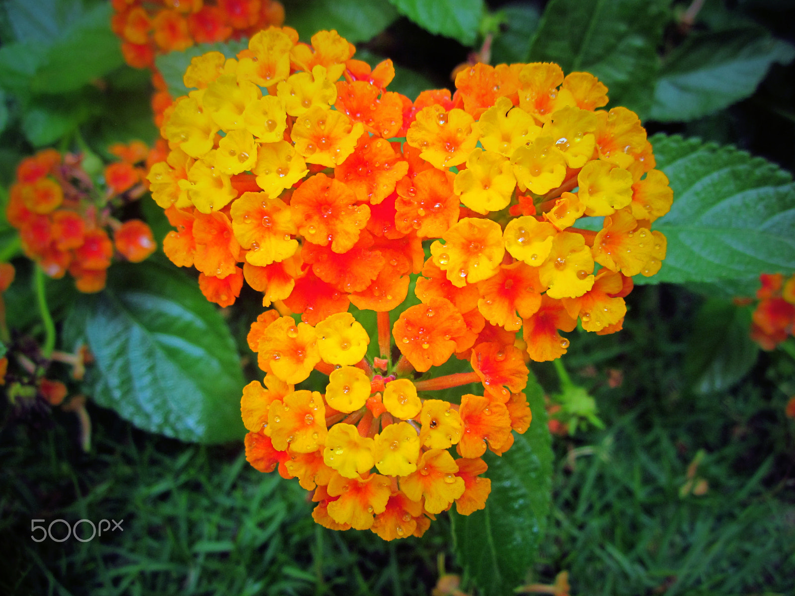 Canon PowerShot A1200 sample photo. Lantana camara photography