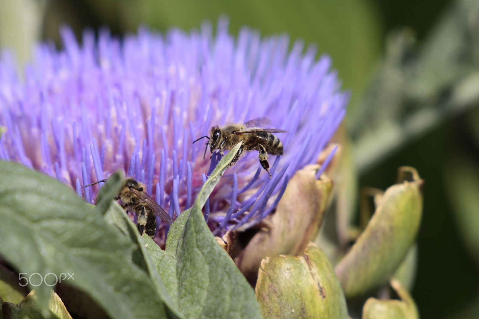 Canon EF 24-105mm F3.5-5.6 IS STM sample photo. Bee photography