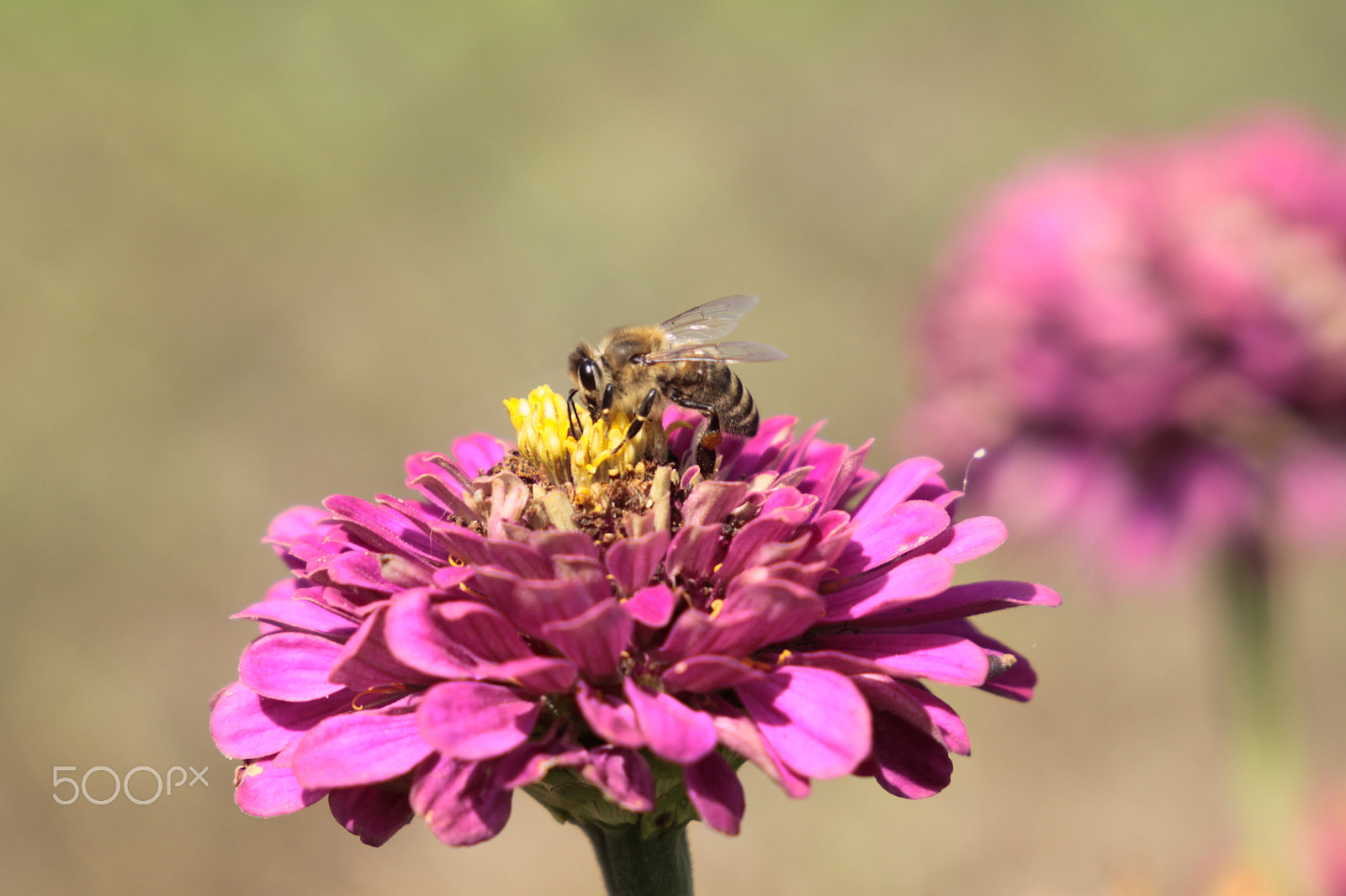 Canon EF 24-105mm F3.5-5.6 IS STM sample photo. Bee photography