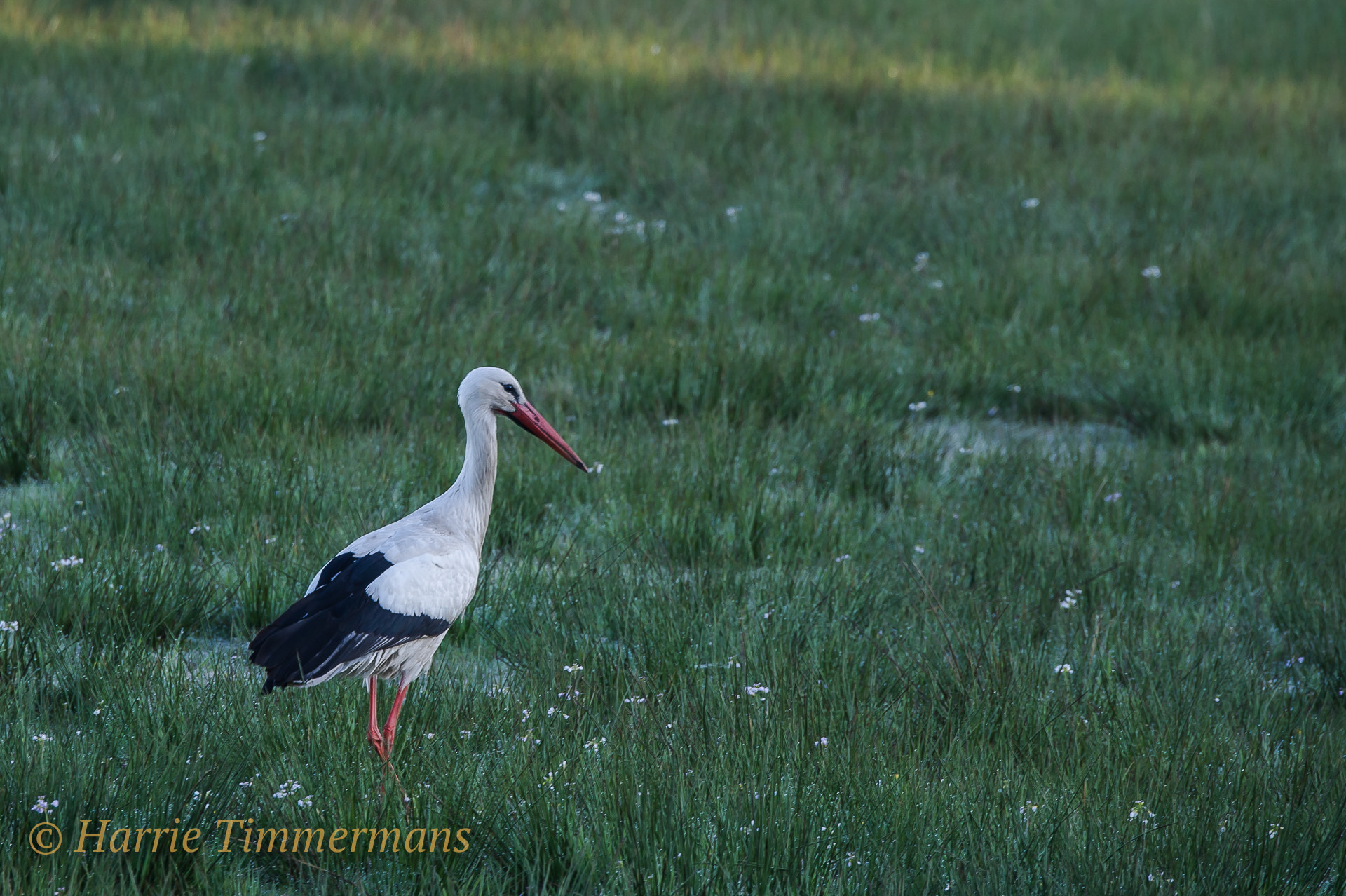 Nikon D3S sample photo. Hti_8308-2.jpg photography