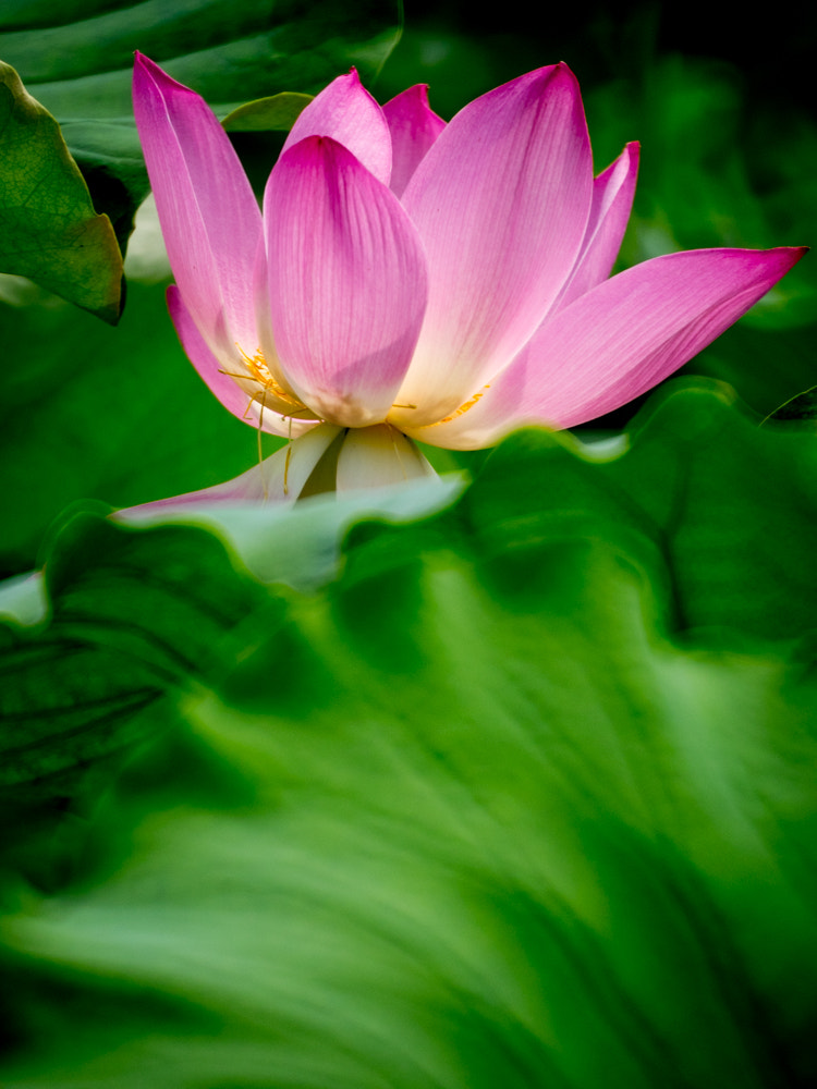Tokina Reflex 300mm F6.3 MF Macro sample photo