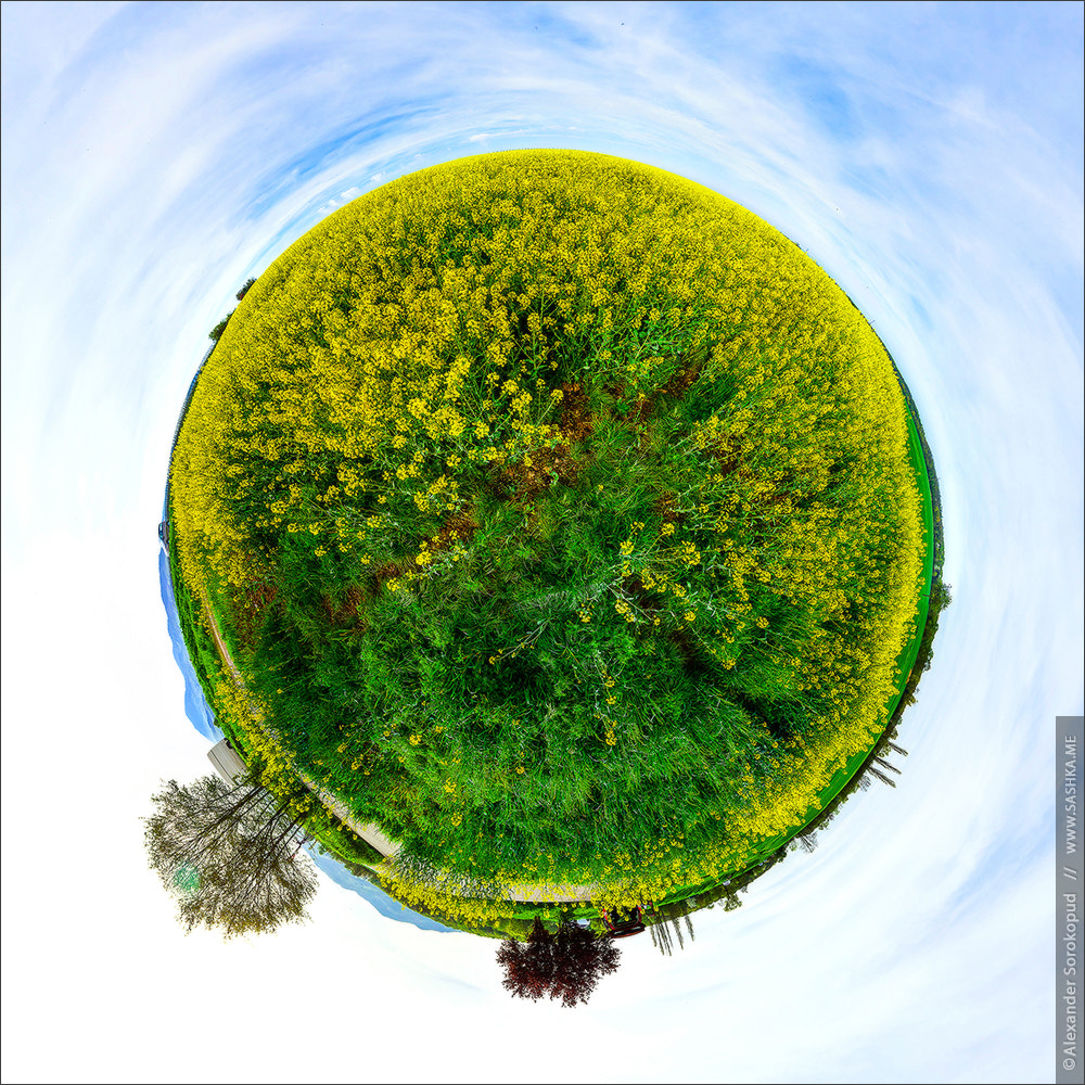 Sony a99 II + Sony 20mm F2.8 sample photo. Little planet view of green and yellow flowering field photography